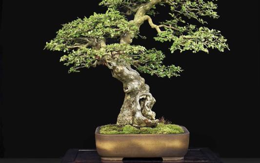 Milwaukee BONSAI EXHIBIT AT LYNDEN